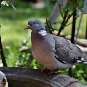 bird, wood pigeon, dove-7272969.jpg