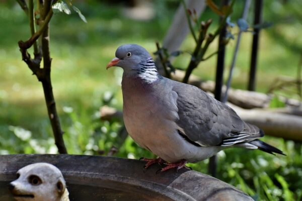 bird, wood pigeon, dove-7272969.jpg